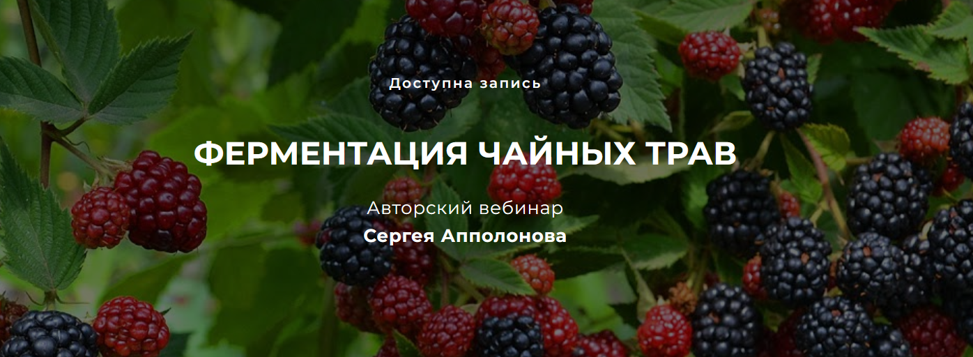 [Cергей Апполонов] Ферментация чайных трав (2022)_0.png